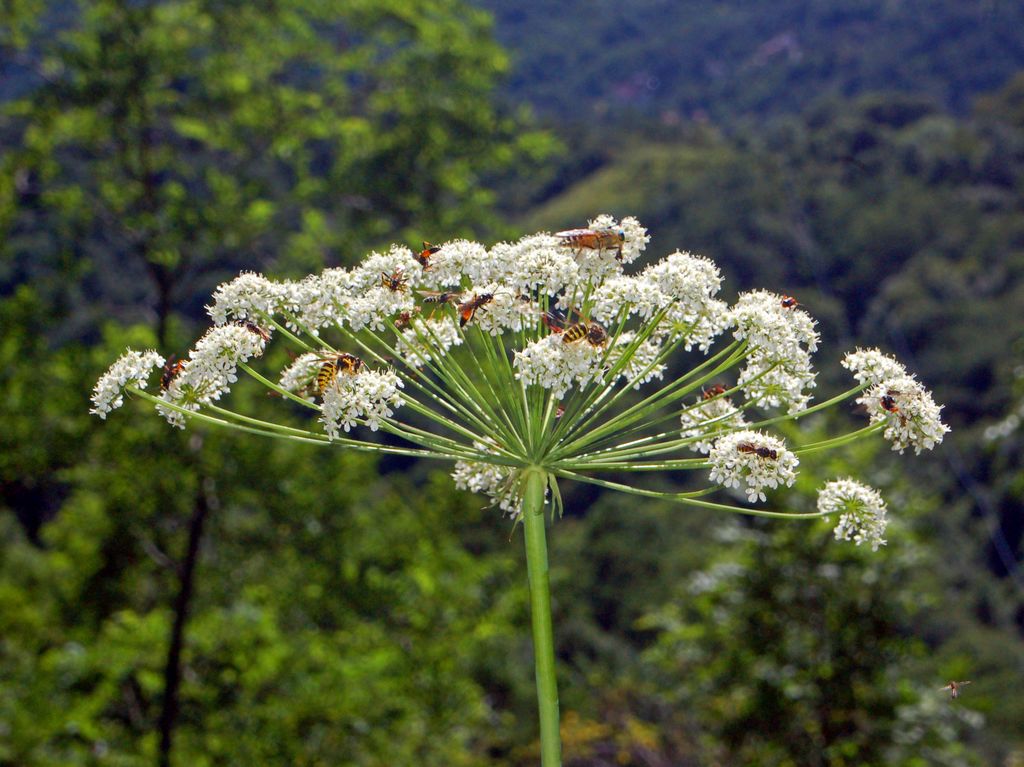 Laserpitium latifolium / Laserpizio erba nocitola